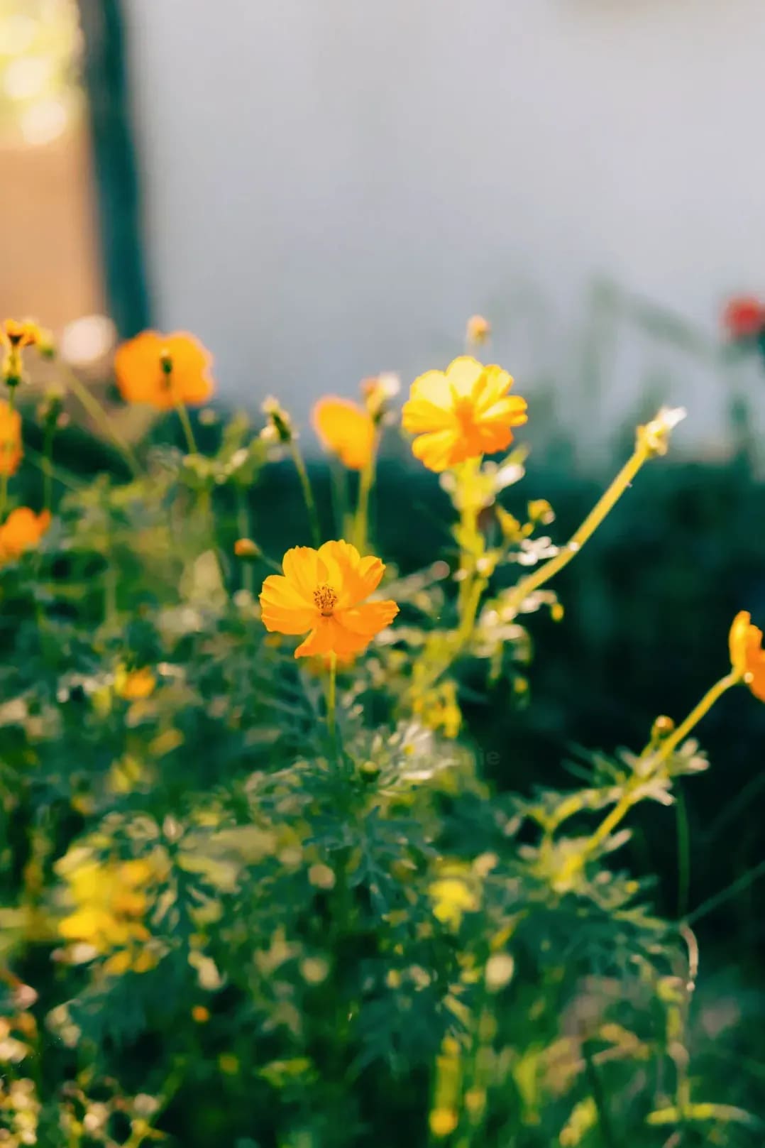 Jardin Harmonie 1